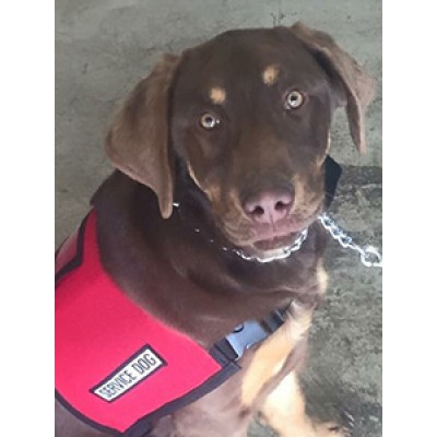 Buddy:In Training-Autism Service Dog